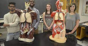 Students with anatomy models
