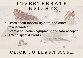 Link to Invertebrate Insights